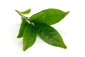 Health Benefits of Green Tea Leaves